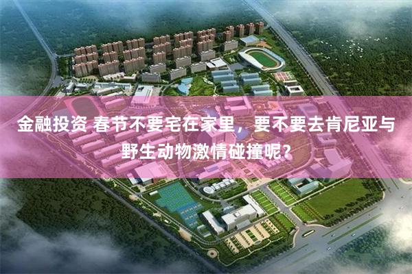 金融投资 春节不要宅在家里，要不要去肯尼亚与野生动物激情碰撞呢？
